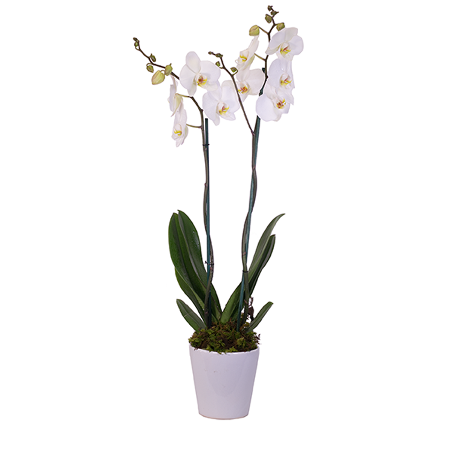 Orquídea